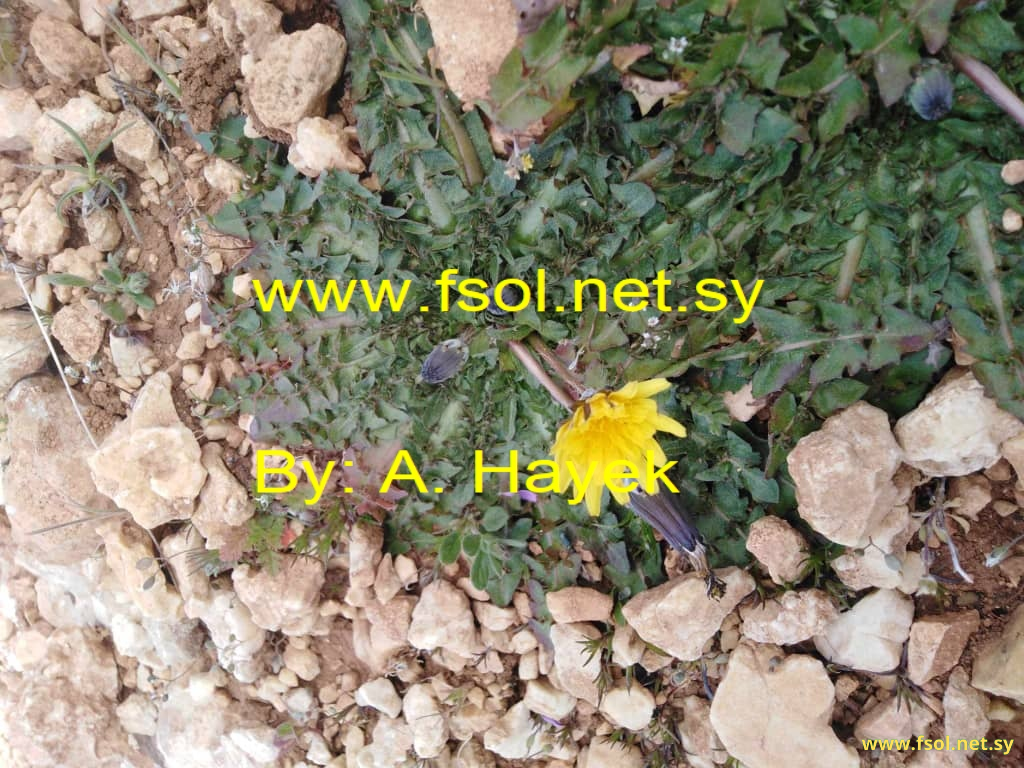 Taraxacum aleppicum Dahlstt.